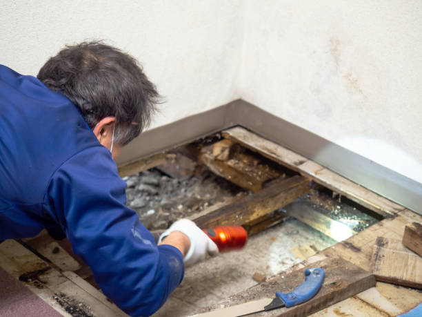 Best Health and Safety Mold Remediation in Caledonia, MS