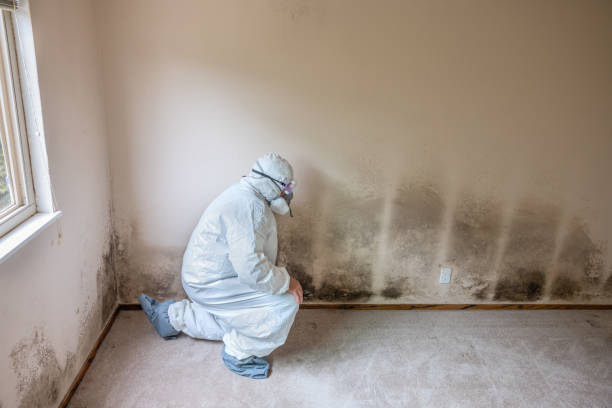 Best Basement Mold Remediation in Caledonia, MS