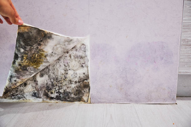 Best DIY Mold Remediation Support Services in Caledonia, MS